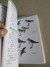 上海常见鸟类图鉴