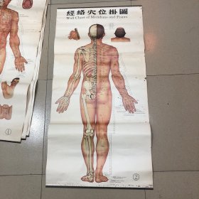 人体穴挂图  四张