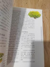 与雷诺阿共进下午茶