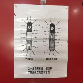 印刷品-医学教学图谱挂图（塑料）——2-3 伤寒杆菌、副伤寒甲杆菌抗原构造示意图【1】折痕、破损