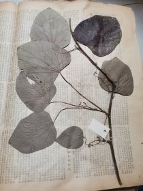植物标本，无标本台纸.2150527-101
