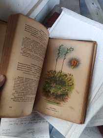 俄文原版植物图书 多彩图 详见图片