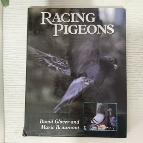 Racing Pigeons 赛鸽