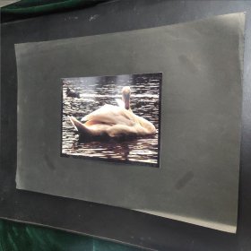 摄影作品7：同一来源系列之动物照片一张，作者不同，彩色