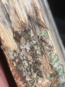 种植 奇楠香木料