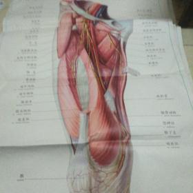 人体解剖挂图Ix一33，大腿前内侧面的肌肉、血管和神经(2)