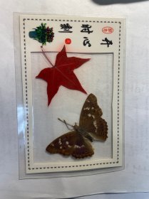 塑封红叶（开心时刻）