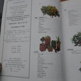 室内盆栽花卉和装饰