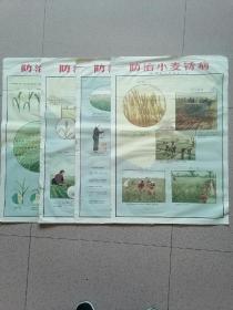 对开，1965年（河北省农业科学院）一、二、三、四【防止小麦锈病】4张1套合售（印数）7500
