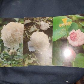 早期出版花卉明信片23张合售