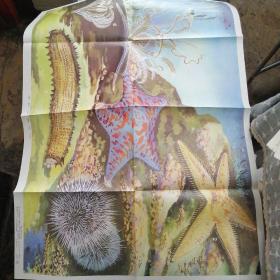 教学挂图 节肢动物和棘皮动物6张合售（全套13张，现存5.6.7.10.12.13）