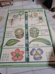初级中学课本植物学教学挂图-双子叶植物和单子叶植物的区别，