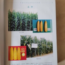 中国玉米品种及其系谱