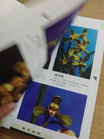 中国春兰蕙花新品珍藏