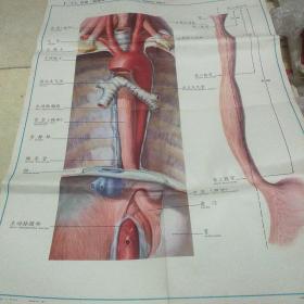 人体解剖挂图 消化系统Ⅱ一11.食管(前面观)