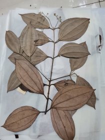 植物标本，无标本台纸.50327-25
