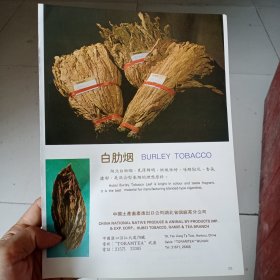 80年代湖北省烟麻茶分公司出品 白肋烟，辽宁红梅牌味素广告彩页一张