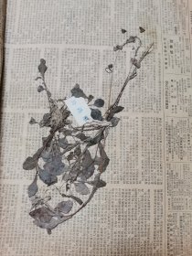 植物标本，无标本台纸.50327-96