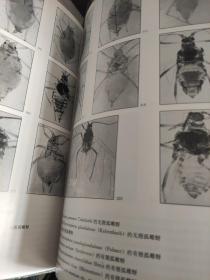 西北农林蚜虫专：昆虫纲、同翅目、蚜虫类