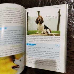 宠物犬训练百科