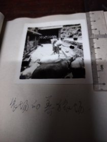 知青题材老照片之九