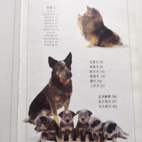 名犬：全世界300多种名犬的彩色图鉴,D51