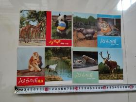 北京动物园导游图（熊猫 长颈鹿）（老虎 犀牛）（金丝候 丹顶鹤）（北极熊 糜鹿）4张合售