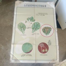 白菜软腐病挂图（全3张）对开，科学普及出版社1963年一版一印