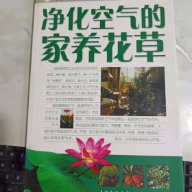 凈化空氣的家養(yǎng)花草