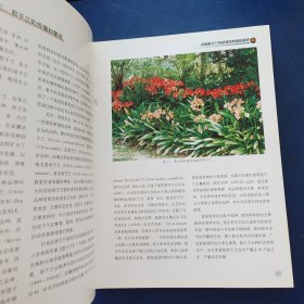 中国君子兰 精装，内页干净整洁无写划品好，一版一印