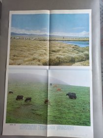 初级中学课本动物学教学挂图——我国的植物群落(全9幅)