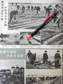 小麦招远县益都古城仓山县资料（SD59—5）