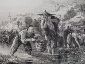 种植水稻 1843年托马斯阿罗姆Thomas allmo大清帝国图集
