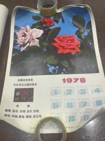 1978 月季花盛开图 年历画 配文发展对外贸易