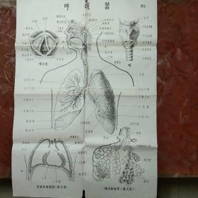 教学挂图:呼吸器（半开/图6）