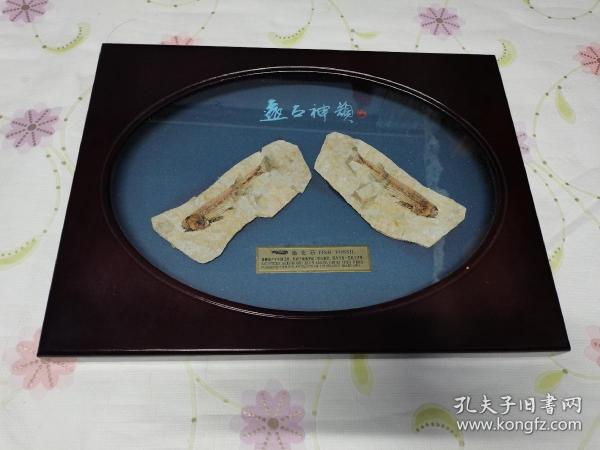 狼鳍鱼  鱼化石