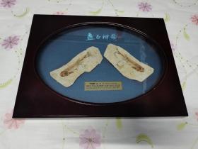 狼鳍鱼  鱼化石
