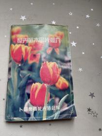 花卉苗木图片简介