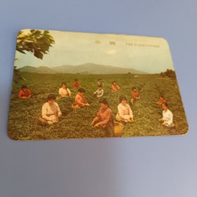 年历片：年历卡： 茶园（1973年，中国土产蓄产进出口公司上海市茶叶分公司）保真包老