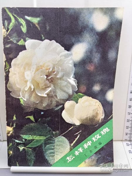 怎样种玫瑰