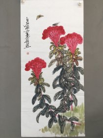 三尺鸡冠花