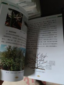 油茶树修剪技术攻略