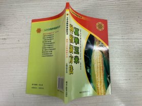 夏季玉米种植新方法