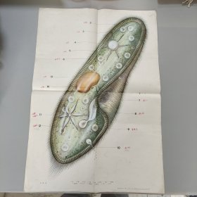 草履虫挂图