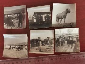 1965怀远县藕塘公社饲养牲畜老照片组照六种