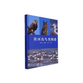 黄河岛鸟类图谱