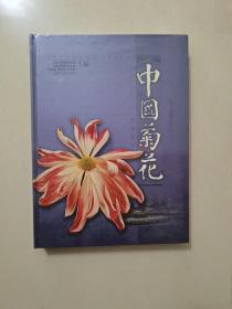 中国菊花