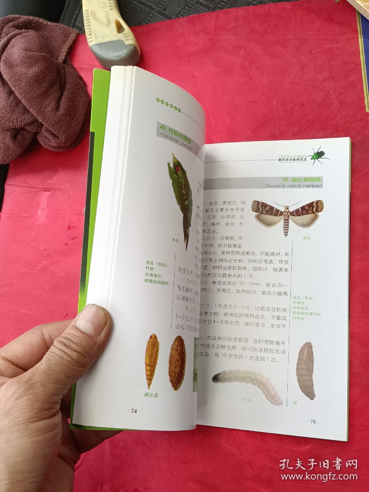 林业料普丛书重庆常见森林昆虫