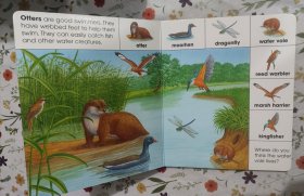 Brimax 手绘科普 一物一图 色彩鲜艳 易保存 Animals of lakes and rivers 中大开本