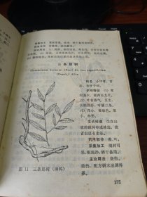 中草药土方土法 一版一印 1971年